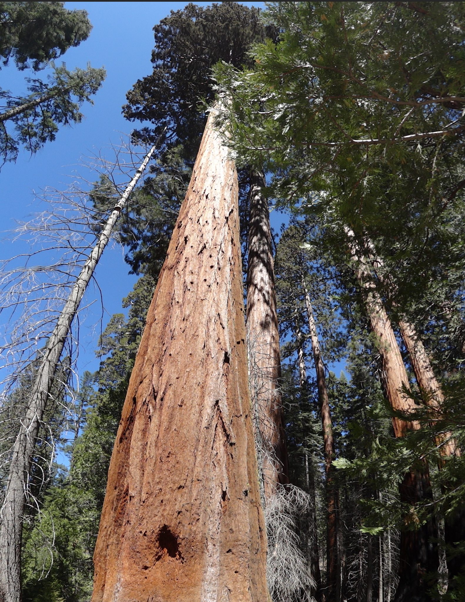 293 sequoias